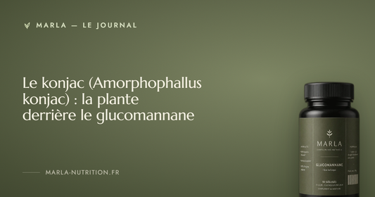 Le konjac (Amorphophallus konjac) : la plante derrière le glucomannane — Marla, le journal du glucomannane de konjac